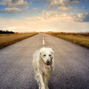 perro-abandonado-carretera